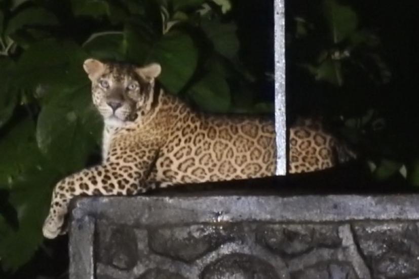 Indian leopard found lounging in Mumbai’s neighbourhoods during the pandemic lockdown