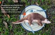 Pangolins are poached for their scales and meat, which are consumed as traditional medicine and as luxury food