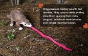 Pangolins love feasting on ants and termites. They have no teeth, so they slurp them up using their sticky tongues — which can sometimes be even longer than their bodies