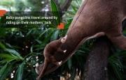 Baby pangolins travel around by riding on their mothers’ tails