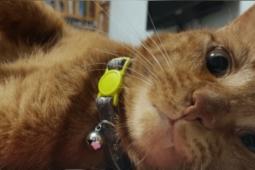 Five Lessons I Learned from My Cat Tigger