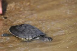 The Community Saving the River Terrapin