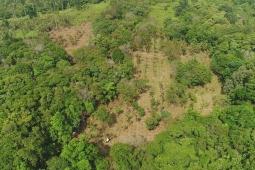 Plant a Tree, and Let Us Build a Forest Together