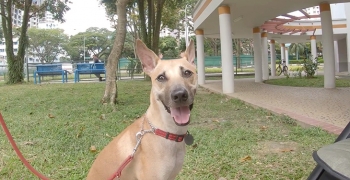 Hold their paws, and they will hold your heart