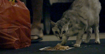 Hold their paws, and they will hold your heart