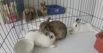 Hold their paws, and they will hold your heart