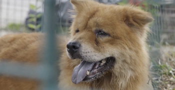 Hold their paws, and they will hold your heart