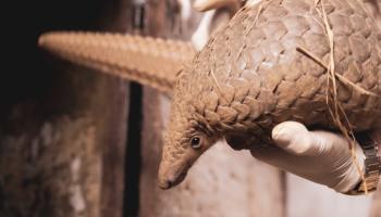 Scaling up protection of pangolins