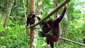 Keeping gibbons as pets? Not something to ape