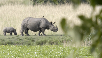  Rhino population on the rise thanks to the local community