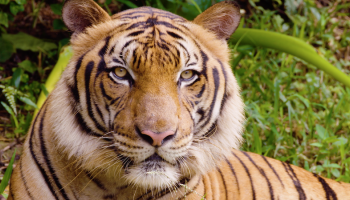 Saving the Malayan Tiger