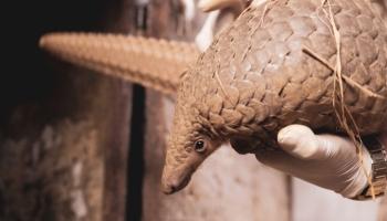 Scaling up protection of pangolins