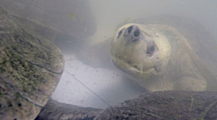 Have you ever seen a terrapin smile?
