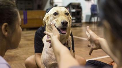 Why belly rubs can be the best therapy