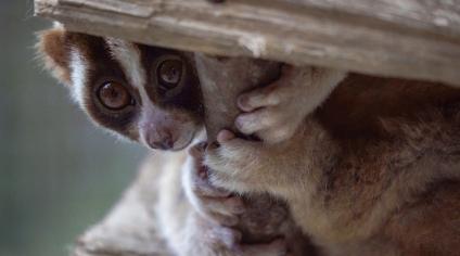 Fast aid for slow lorises