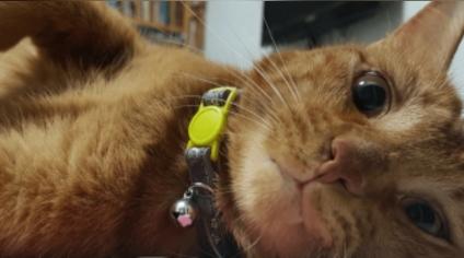 Five Lessons I Learned from My Cat Tigger