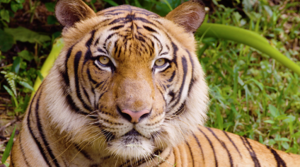 Saving the Malayan Tiger