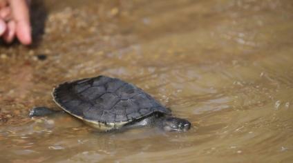 The Community Saving the River Terrapin