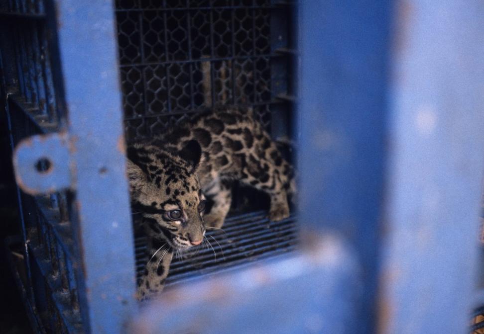 The online illegal pet trade