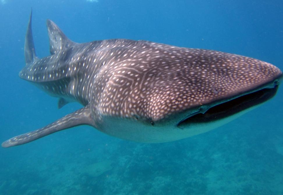 Whale Shark