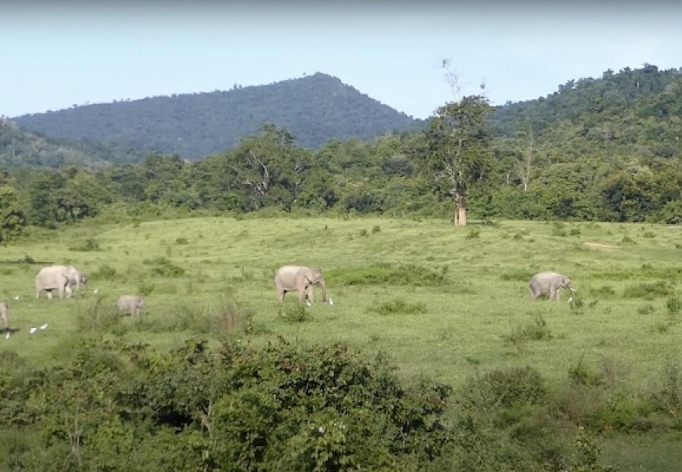 A herd of Asian elephants near the Thai farmers’ plantations