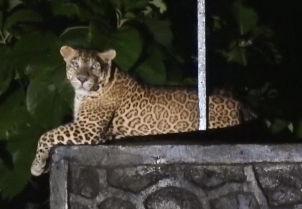 Indian leopard found lounging in Mumbai’s neighbourhoods during the pandemic lockdown