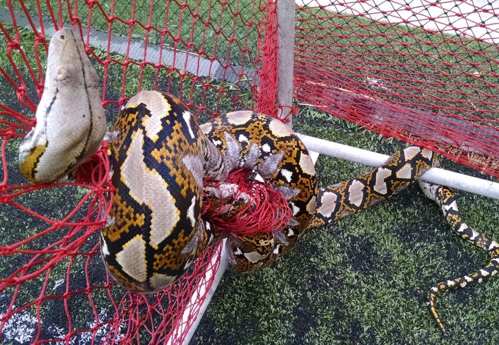 A python entangled in a soccer net in urban Singapore