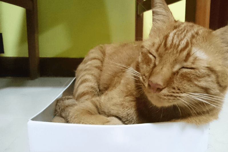 Photo of Tigger in a shoe box.