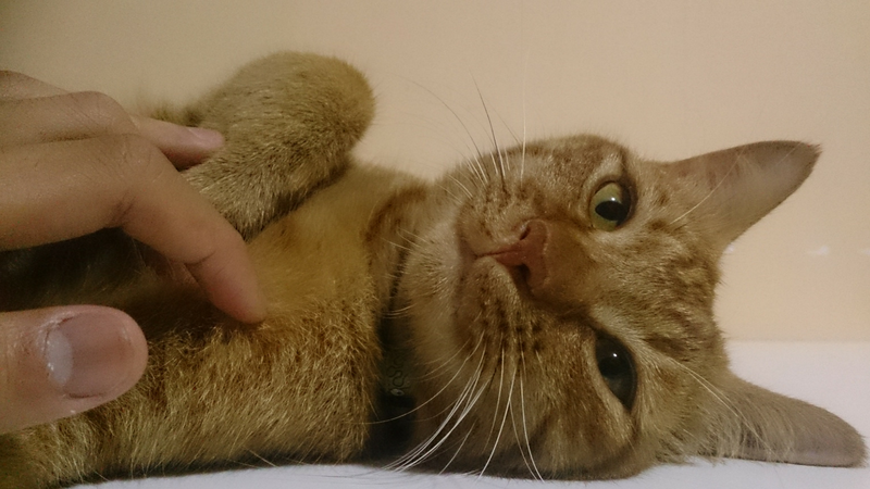 Photo of Tigger giving a look of warning.