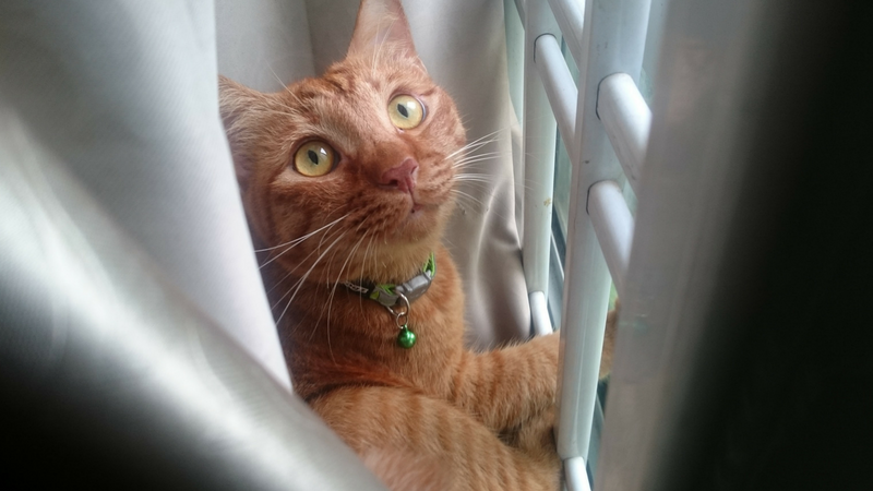 Photo of Tigger climbing a window grill.
