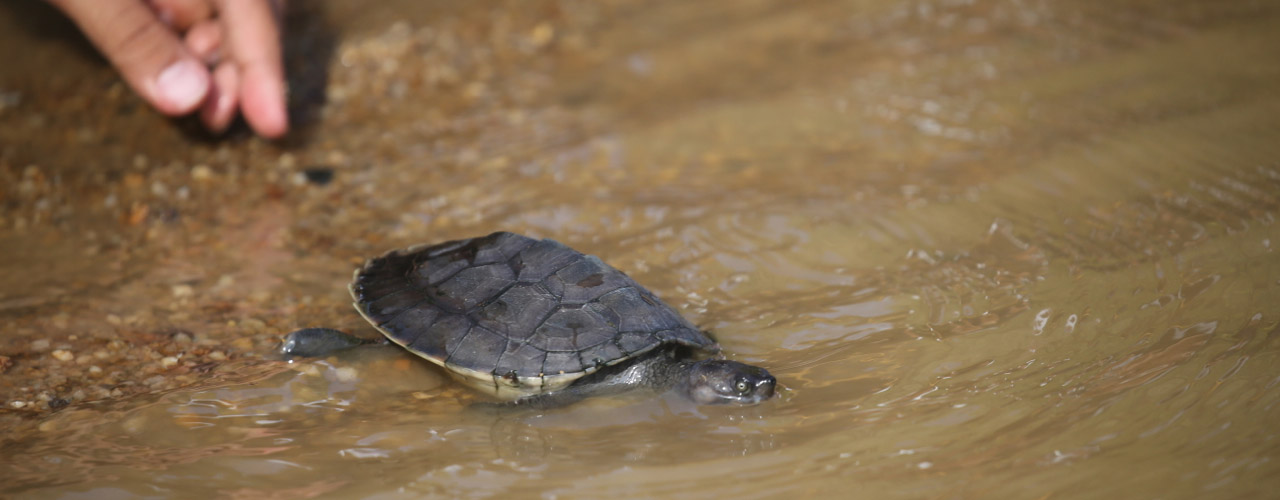 The Community Saving the River Terrapin