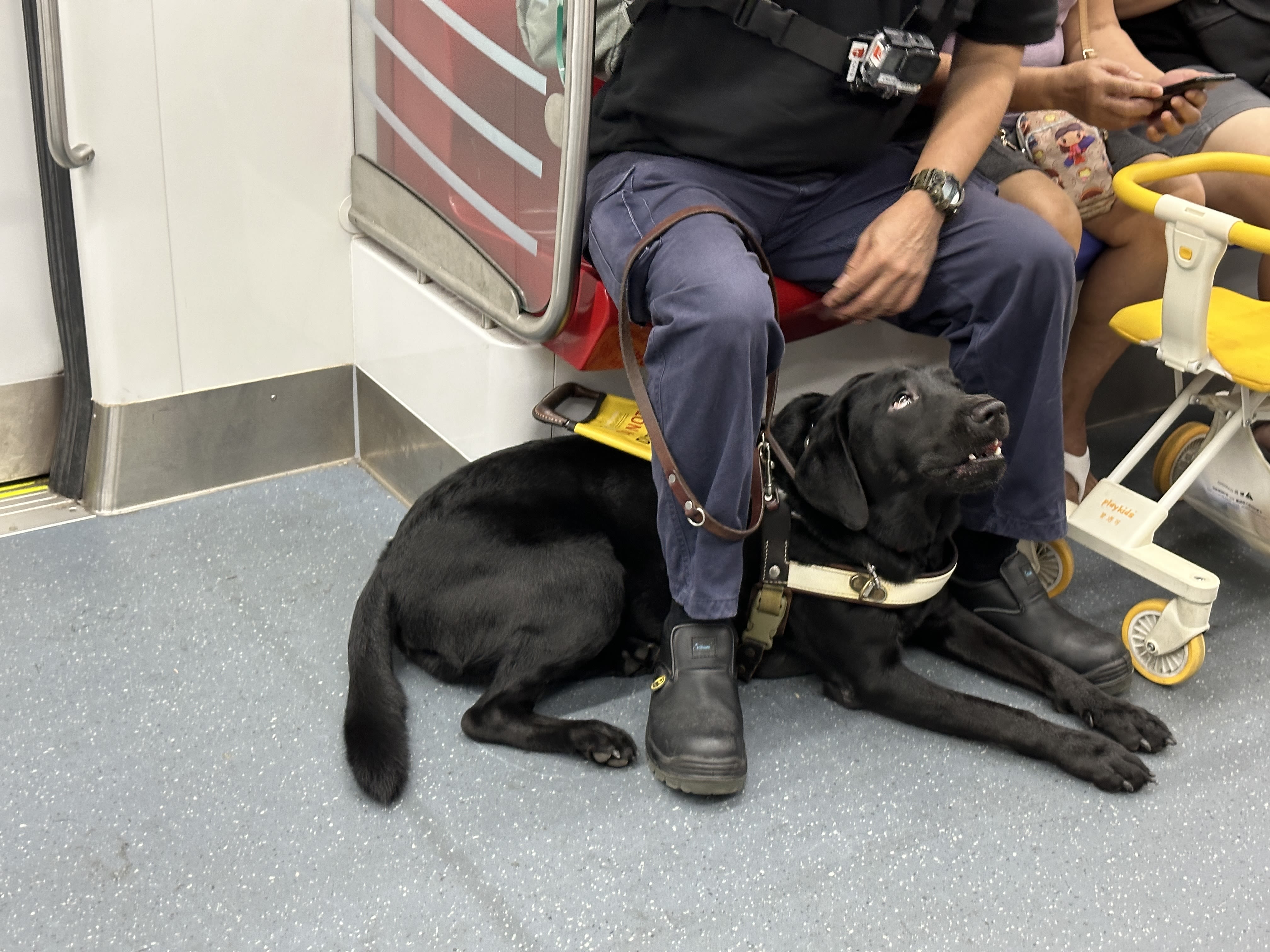 Matt, a black Labrador, is Gary Lim's guide dog and companion.
