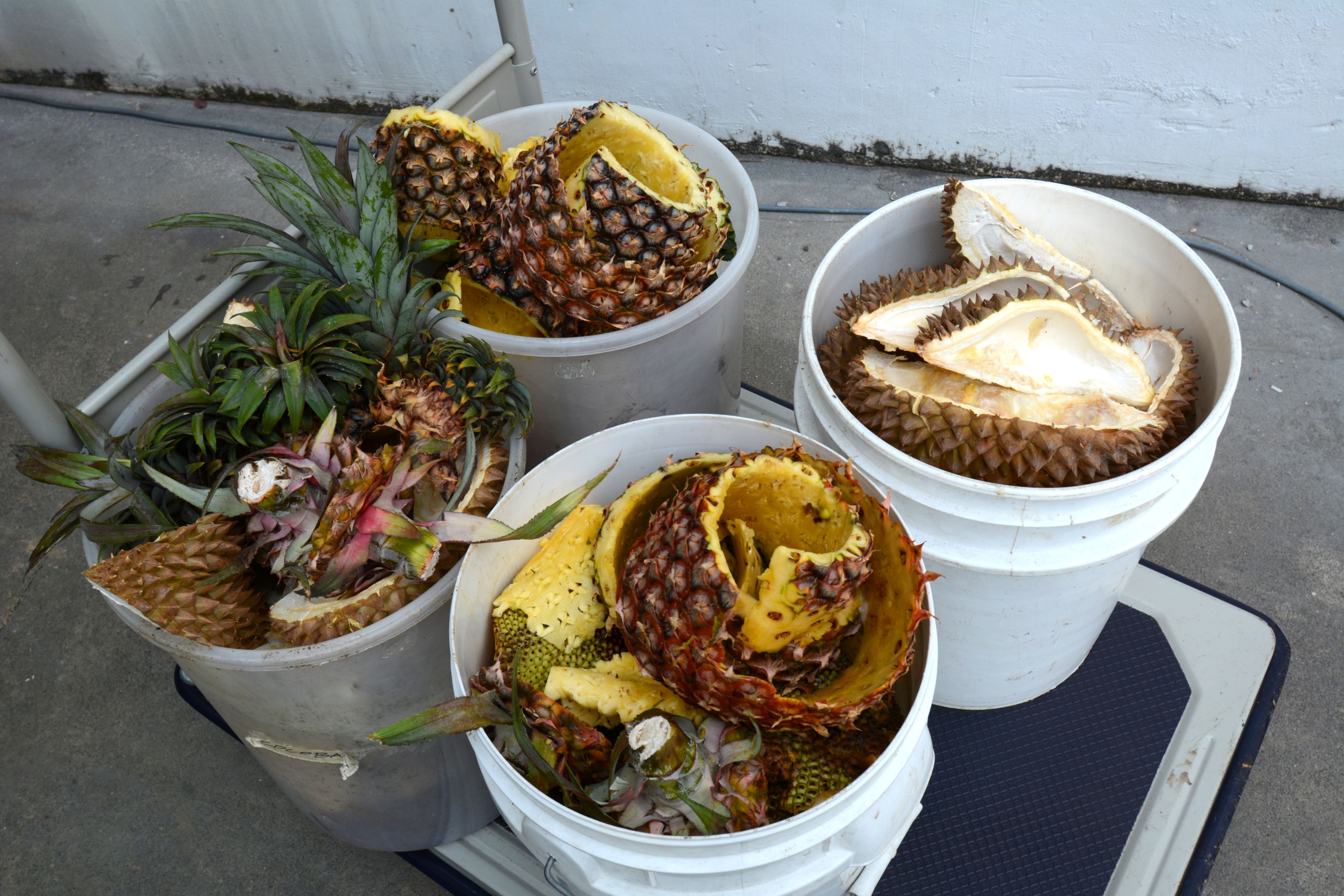 Pineapple and jackfruit skins, and durians shells can get a “second life” in good compost.