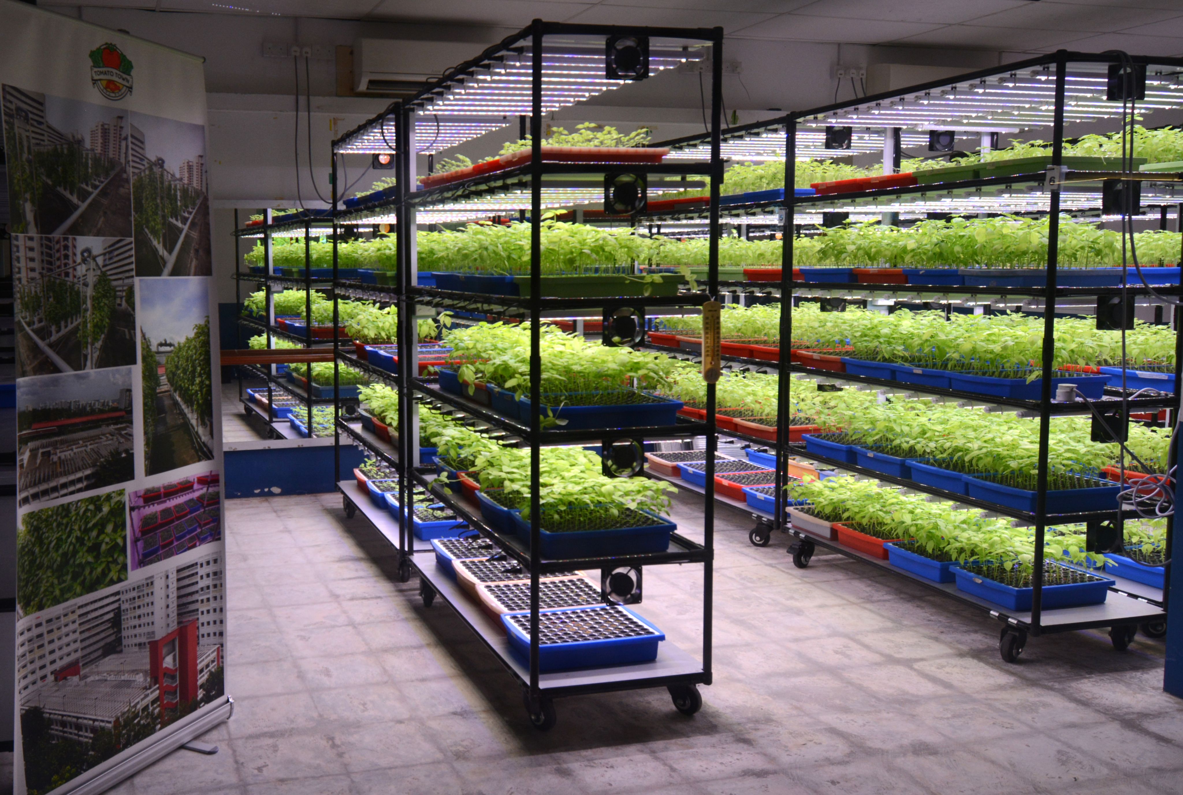Tomato Town is testing out a proprietary aeroponics system that includes vertical aeroponics and LED lighting to grow fruits and vegetables.